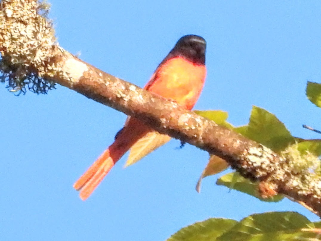 Short-billed Minivet - ML620694605