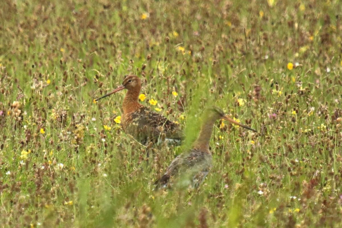 Black-tailed Godwit - ML620694609