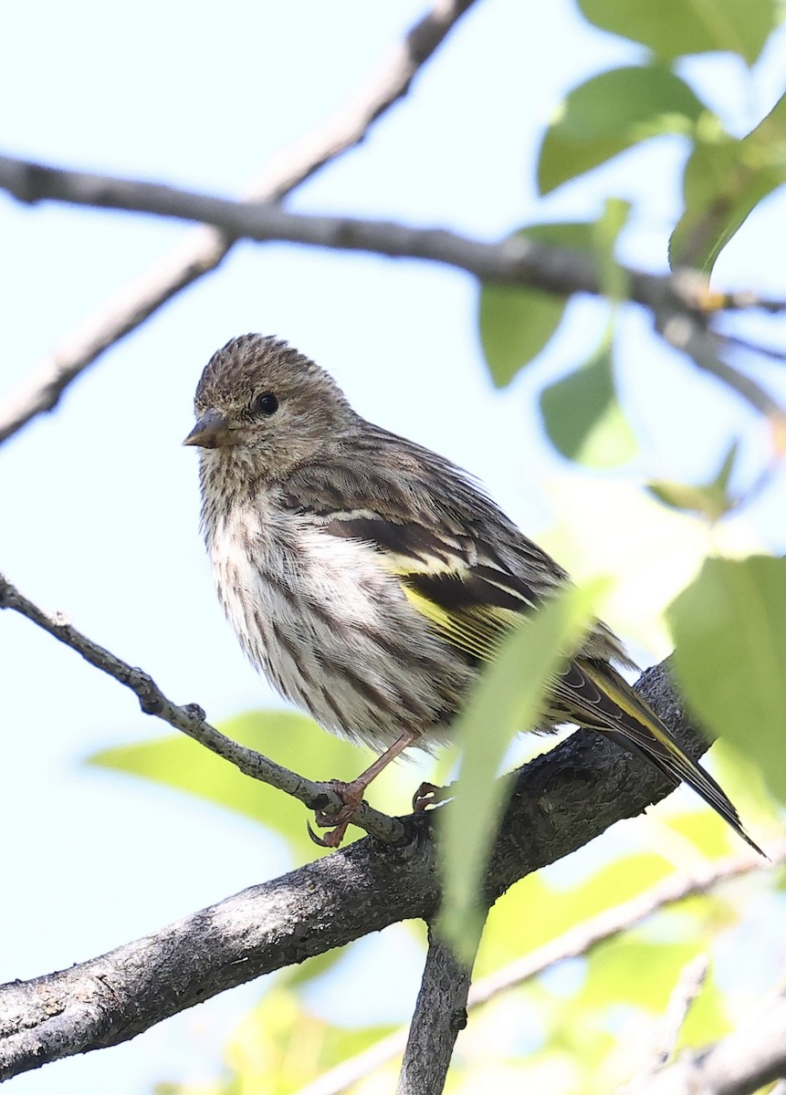 Pine Siskin - ML620694614