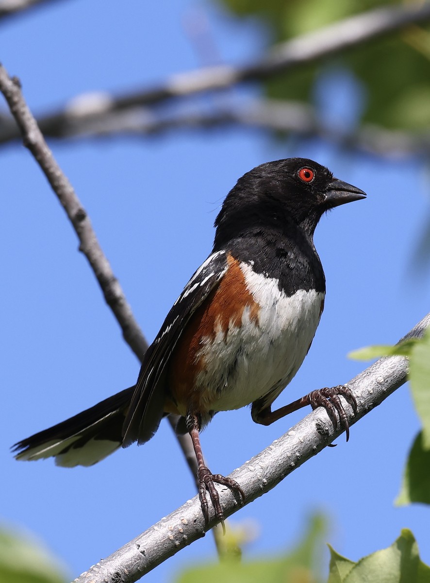 Spotted Towhee - ML620694617