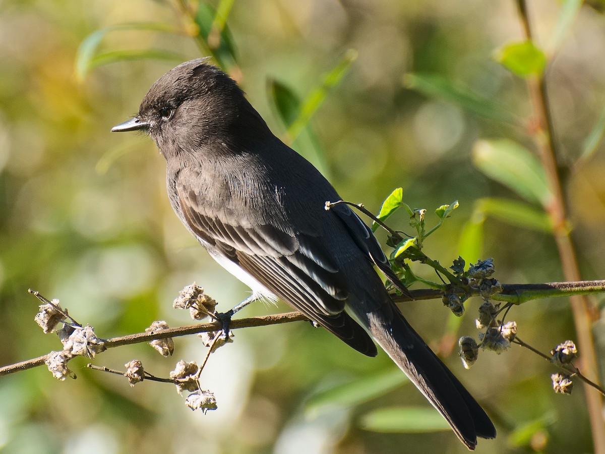 Black Phoebe - ML620694622