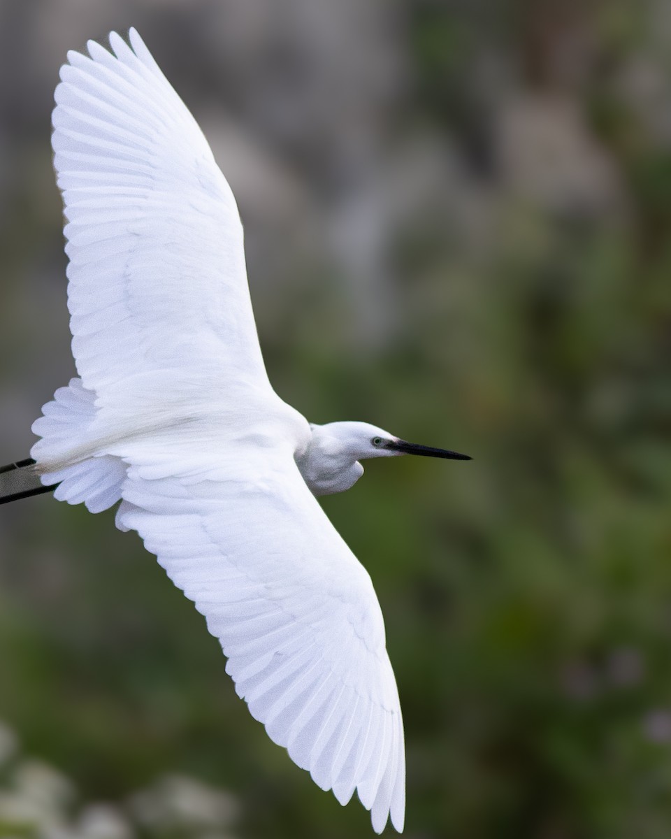 Little Egret - ML620694623