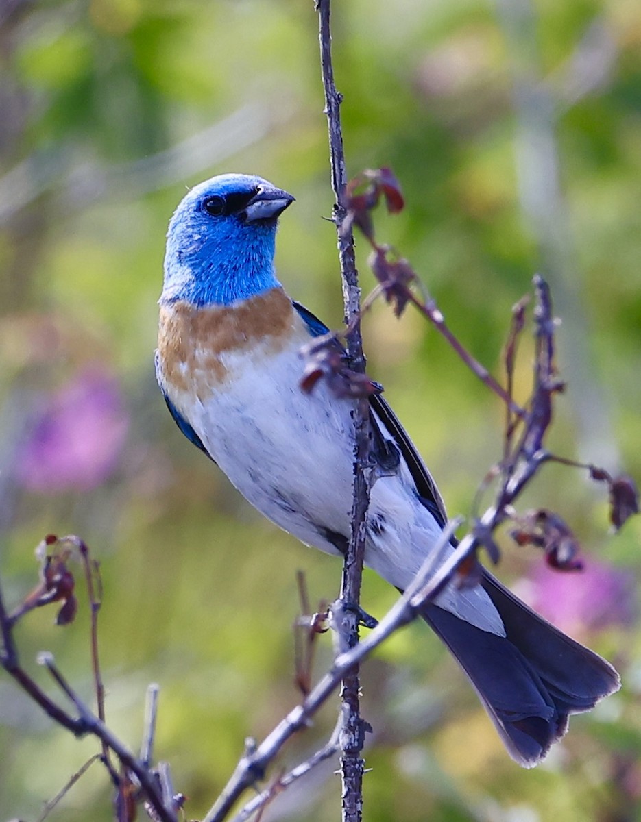 Lazuli Bunting - ML620694625