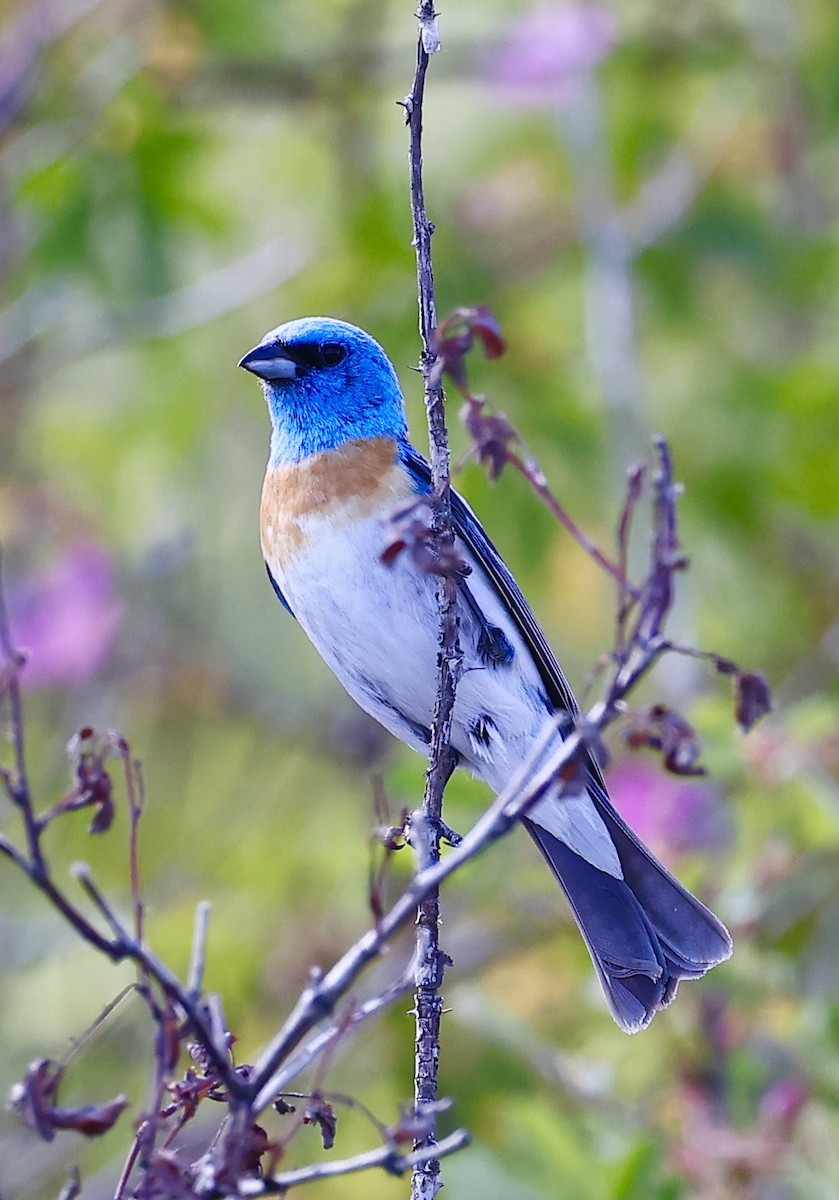 Lazuli Bunting - ML620694626