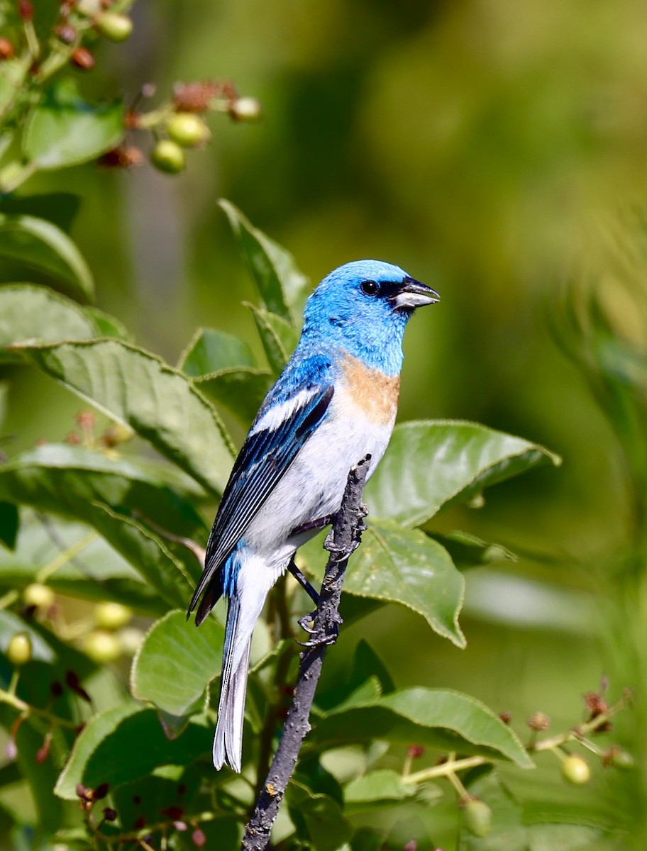 Lazuli Bunting - Michael Arthurs