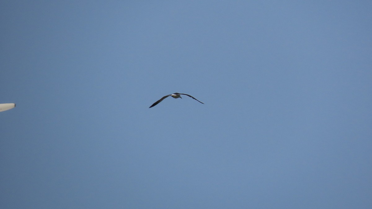 Black-tailed Gull - ML620694629