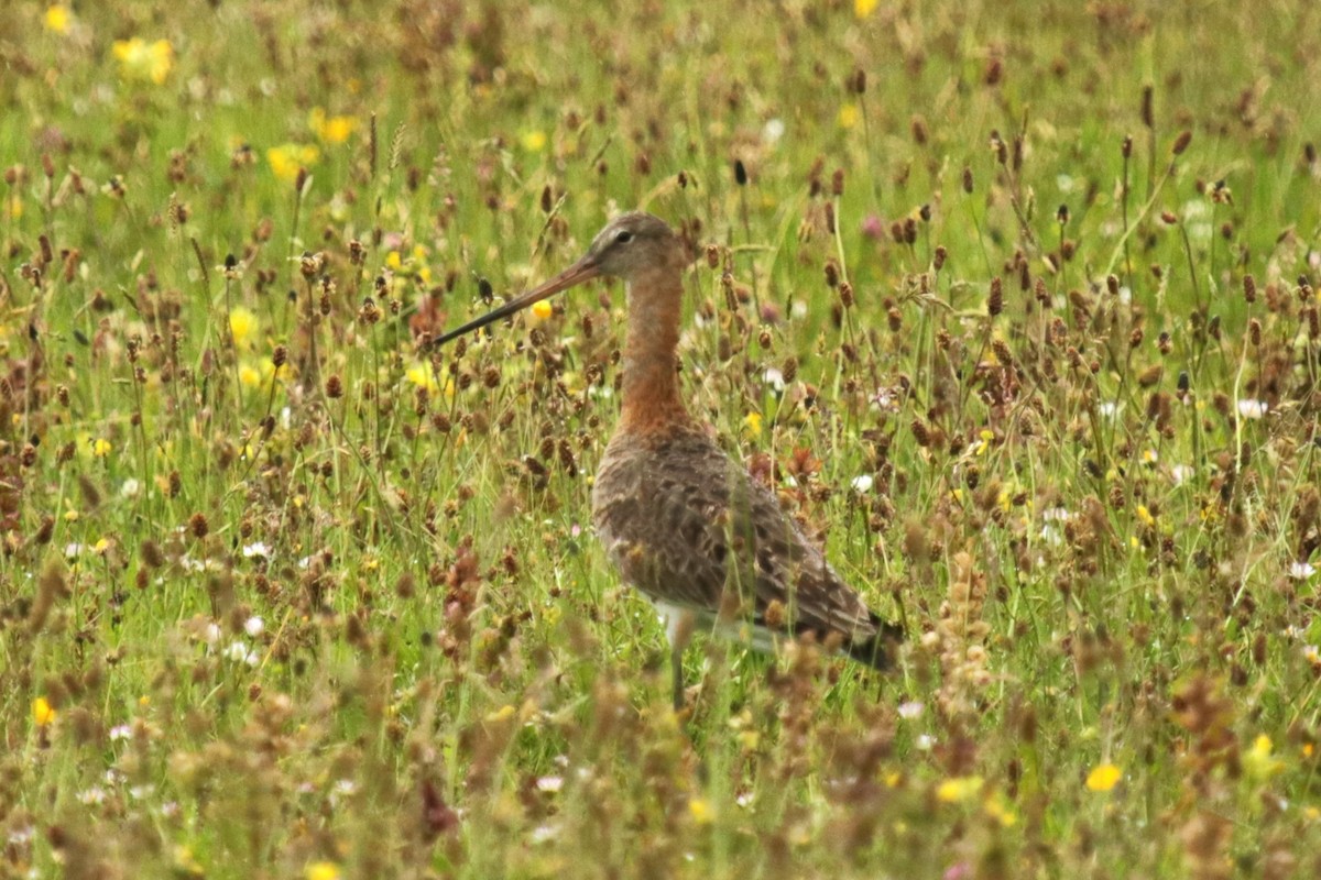 Black-tailed Godwit - ML620694630