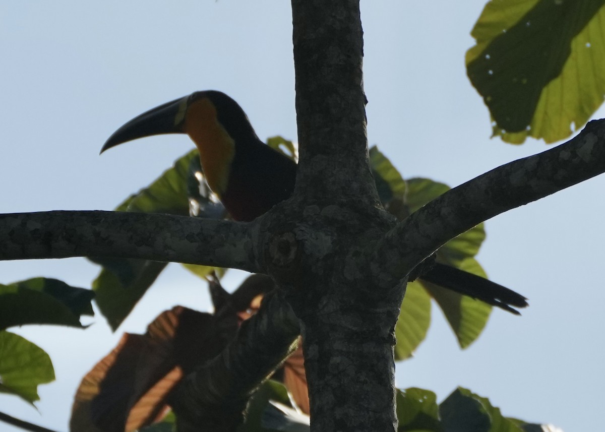 Channel-billed Toucan - ML620694631