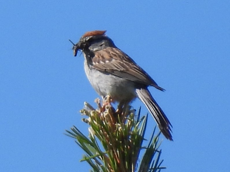 Chipping Sparrow - ML620694632