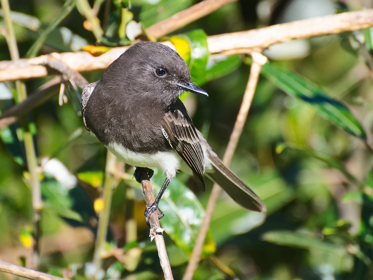 Black Phoebe - ML620694635