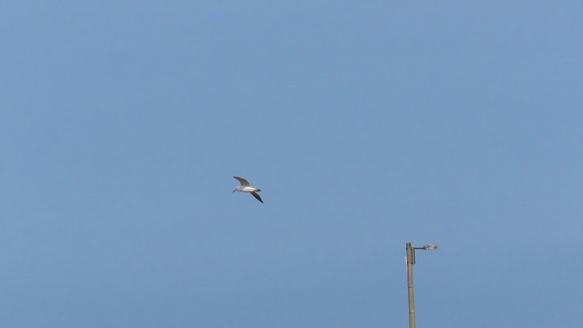 Black-tailed Gull - ML620694638