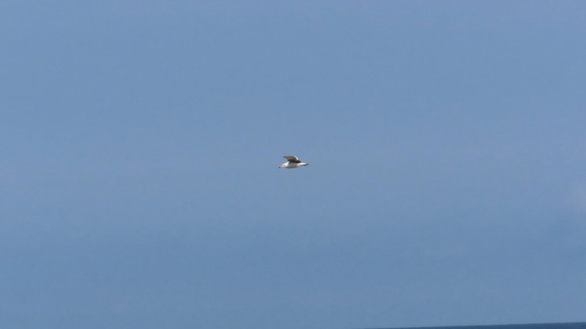 Black-tailed Gull - ML620694639