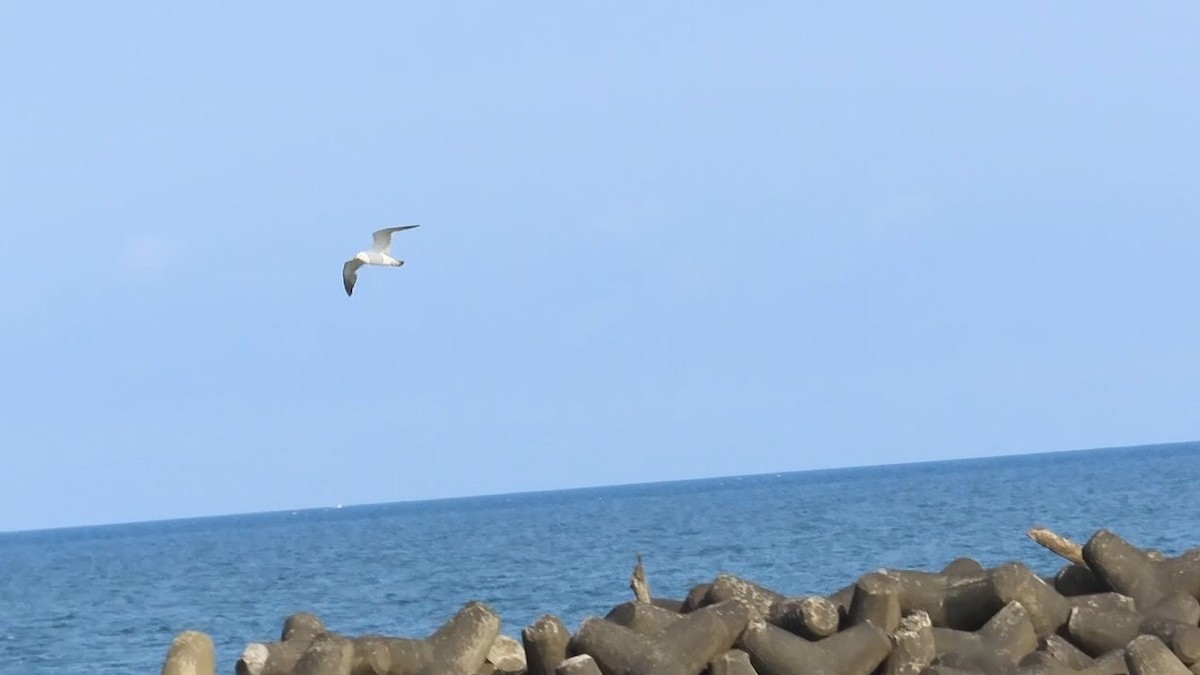 Black-tailed Gull - ML620694640