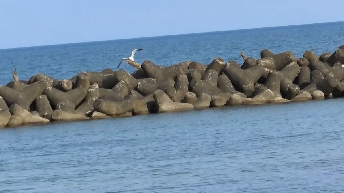 Black-tailed Gull - ML620694641