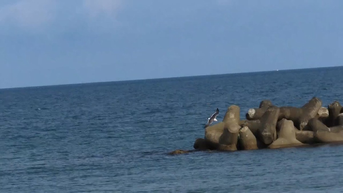 Black-tailed Gull - ML620694642