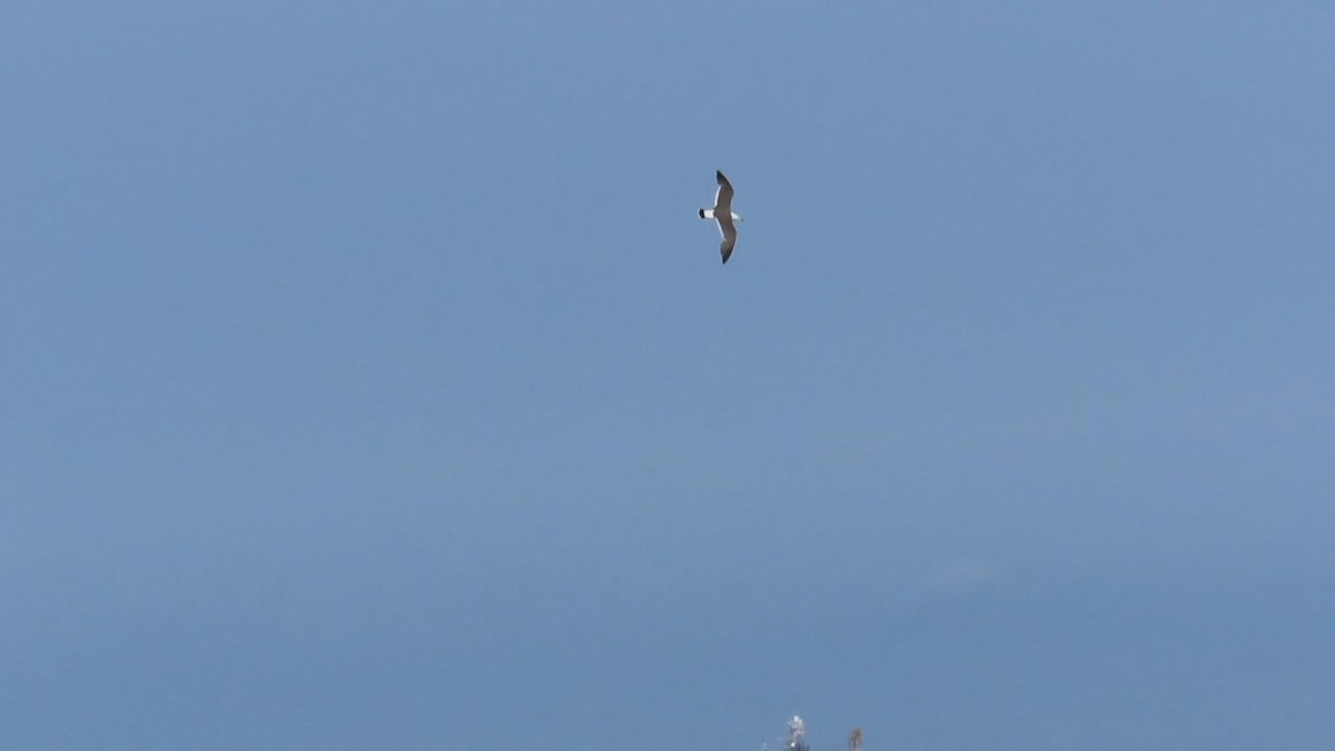 Black-tailed Gull - ML620694643