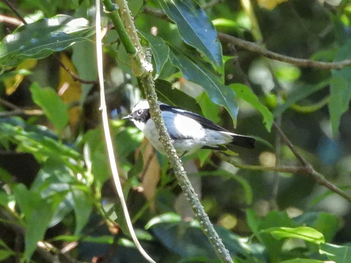 Little Pied Flycatcher - ML620694644