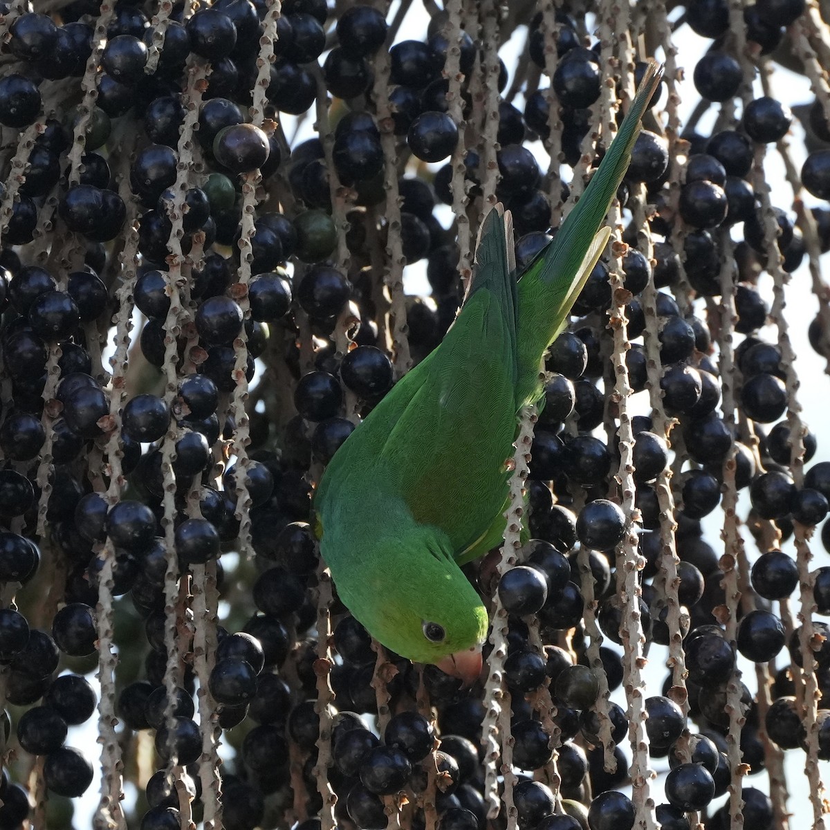 Plain Parakeet - ML620694646