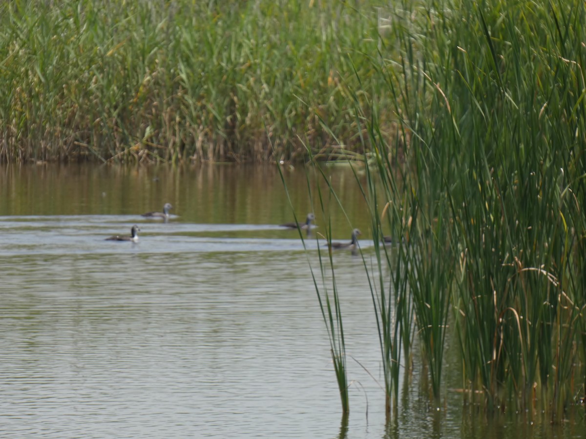 Eurasian Coot - ML620694648