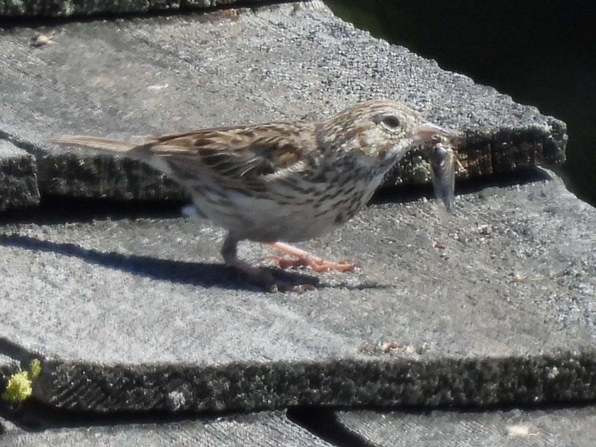 Vesper Sparrow - ML620694649