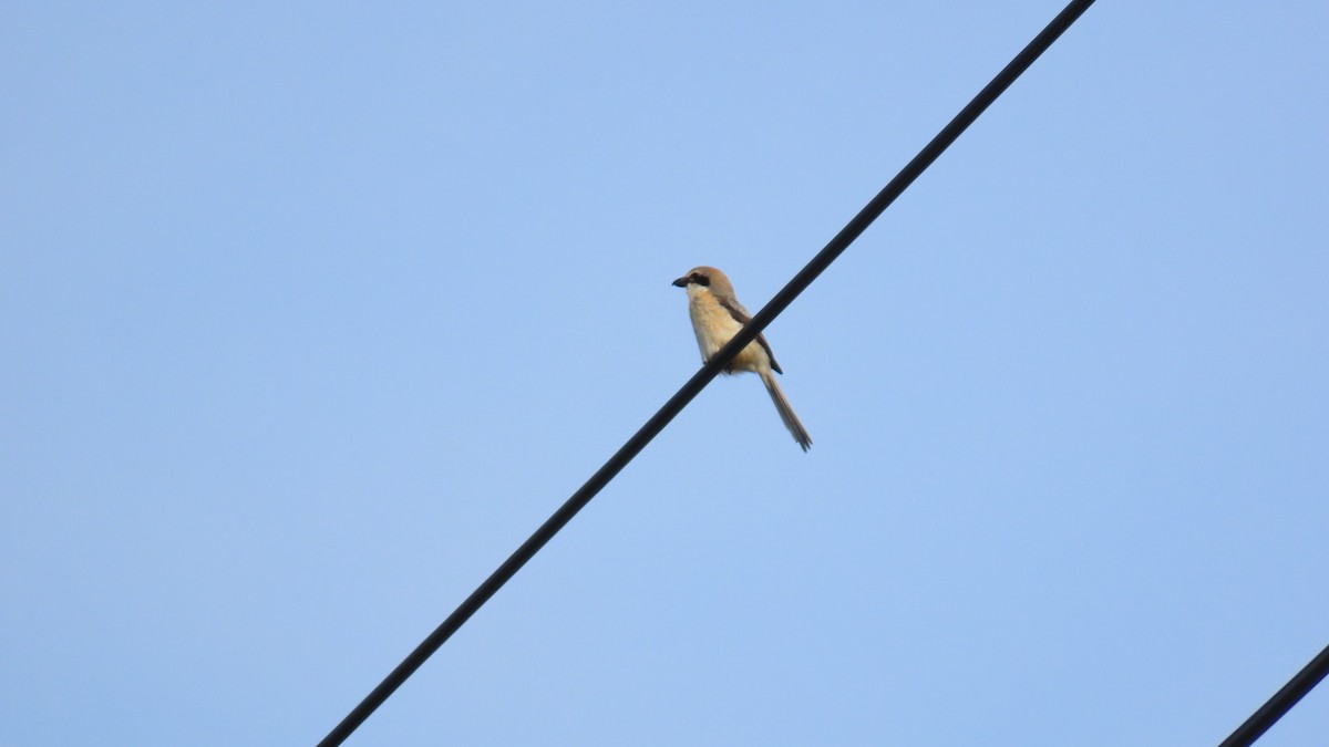 Bull-headed Shrike - ML620694651