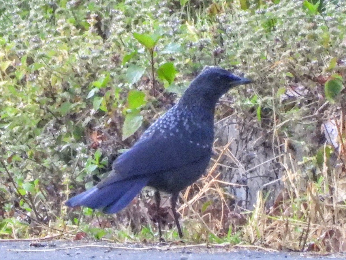 Blue Whistling-Thrush (Black-billed) - ML620694656