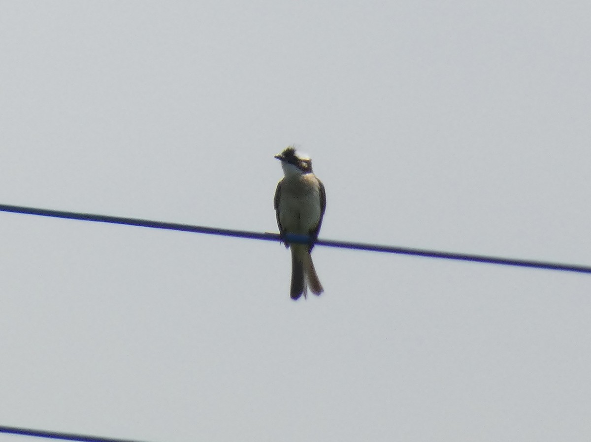 Light-vented Bulbul - ML620694657