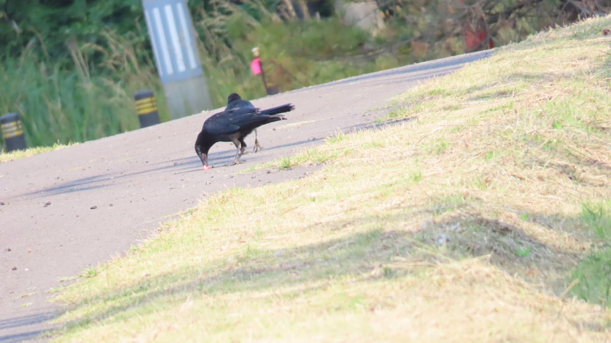 Carrion Crow - ML620694660