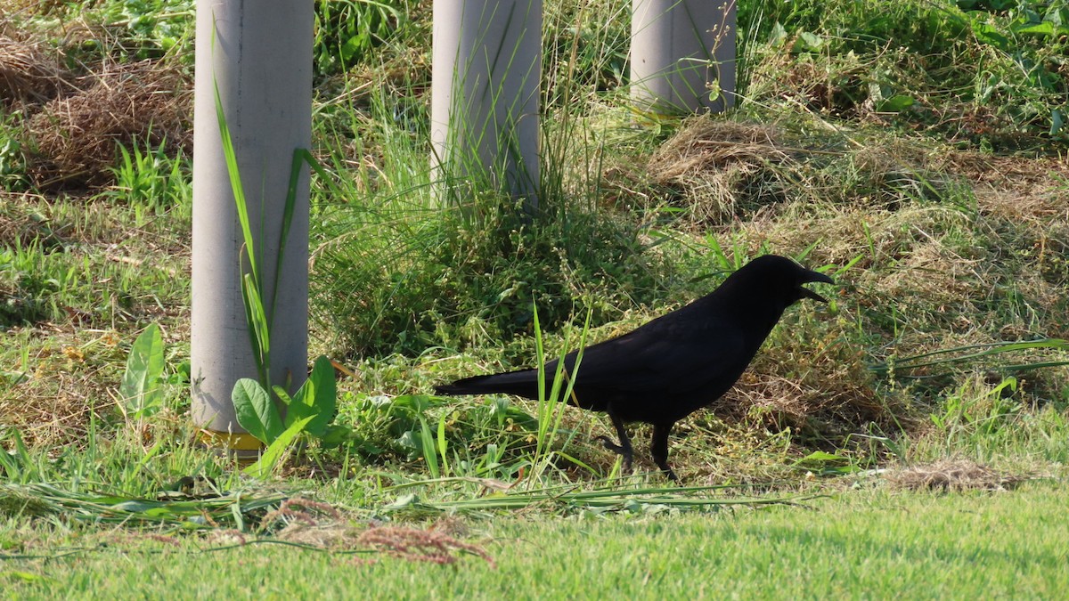 Carrion Crow - ML620694661