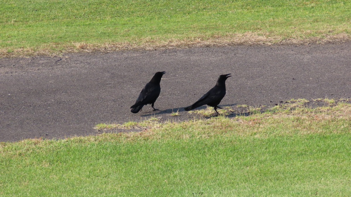 Carrion Crow - YUKIKO ISHIKAWA