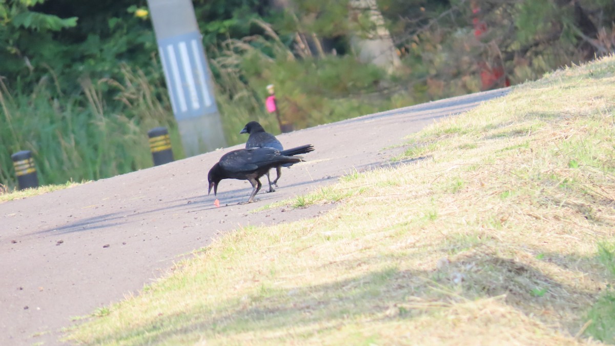 Carrion Crow - ML620694663