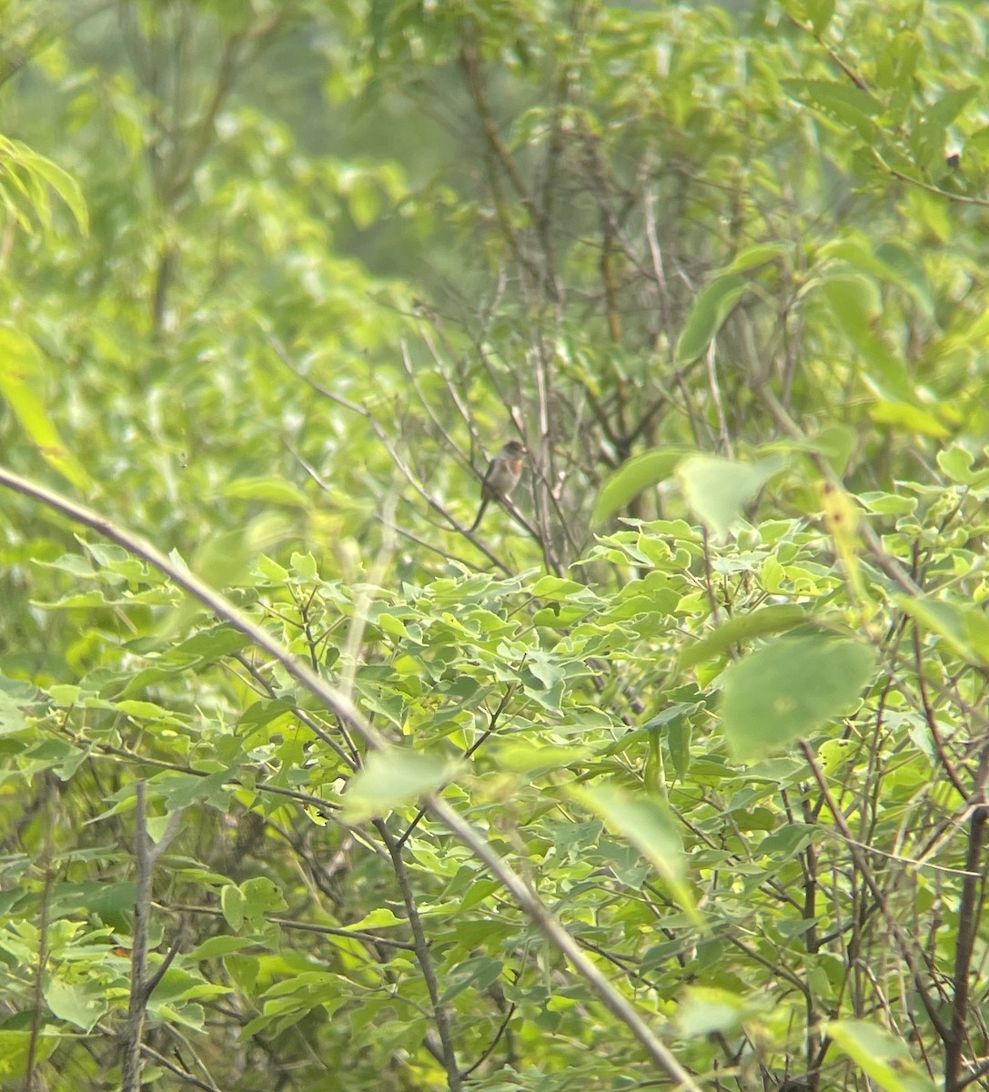 Silver-throated Tit - ML620694667