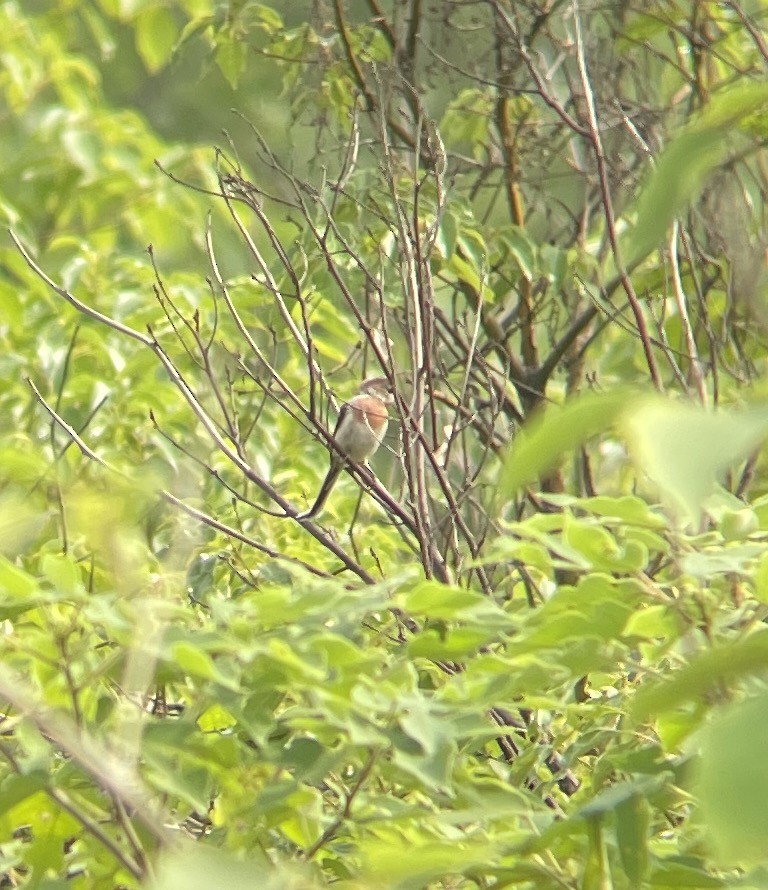 Silver-throated Tit - ML620694669