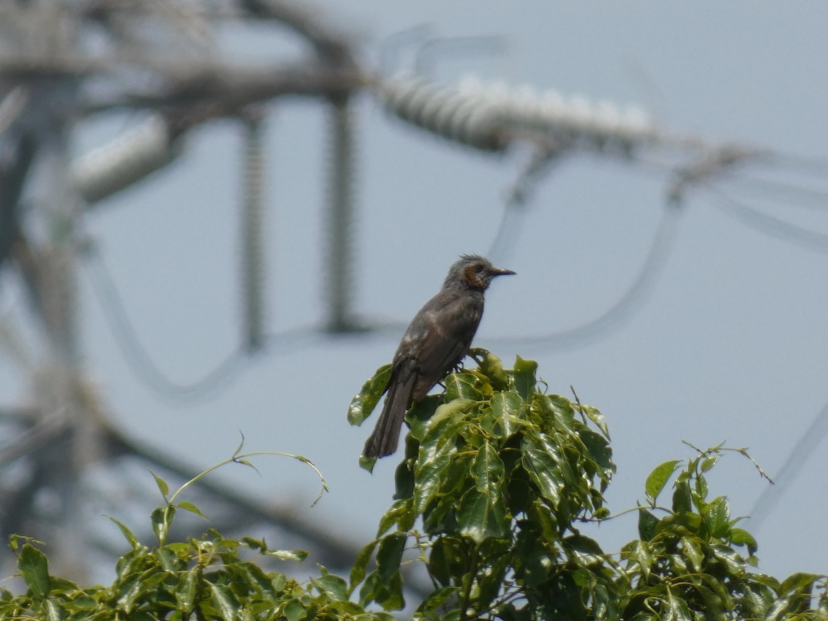 Brown-eared Bulbul - ML620694670