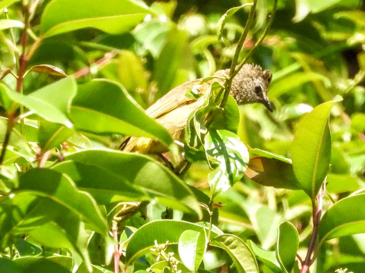 Flavescent Bulbul - ML620694671