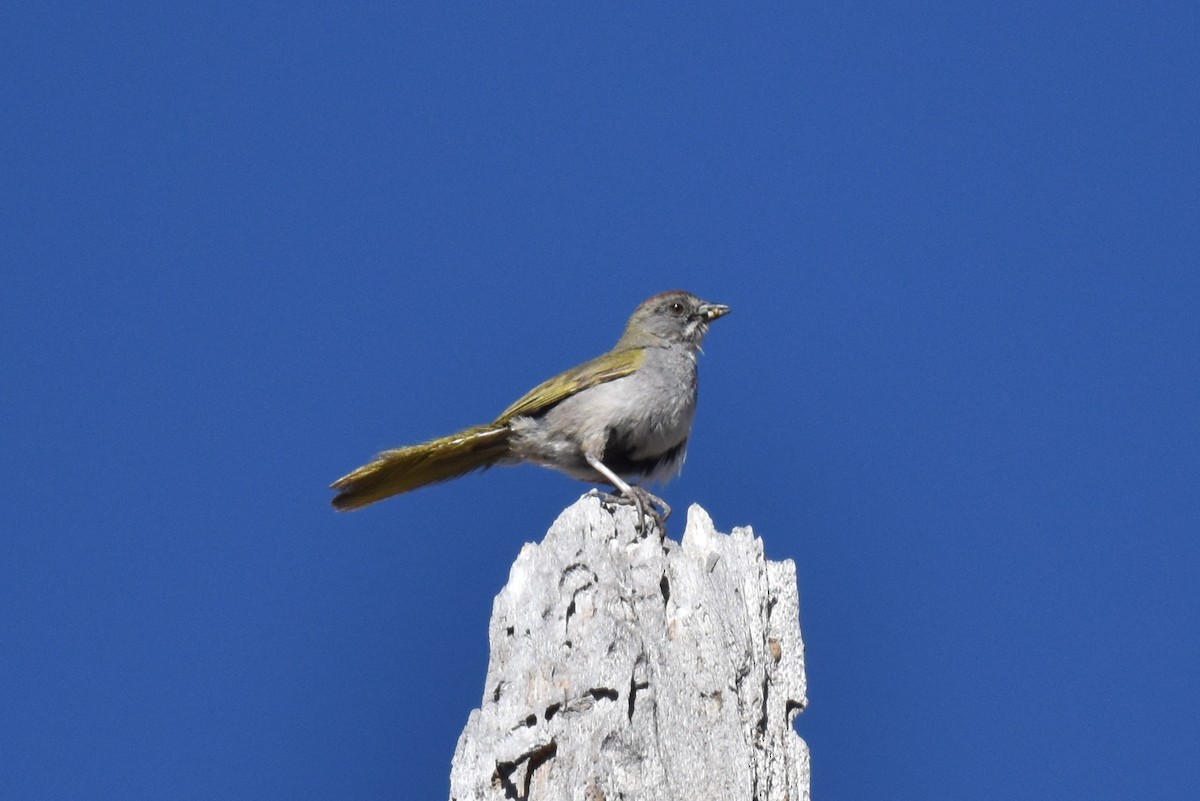 Green-tailed Towhee - ML620694686