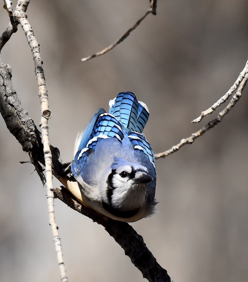 Blue Jay - ML620694689