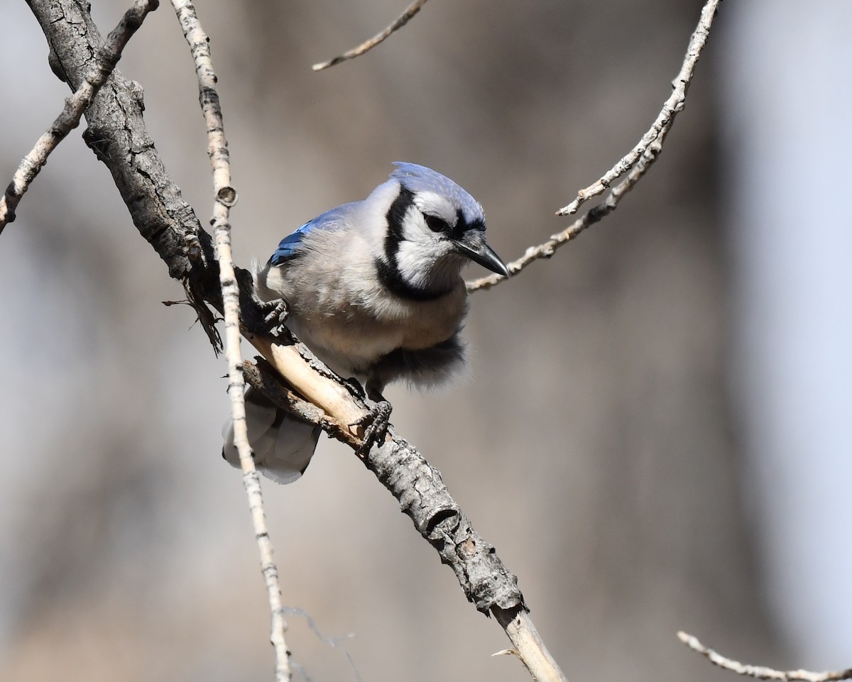 Blue Jay - ML620694691