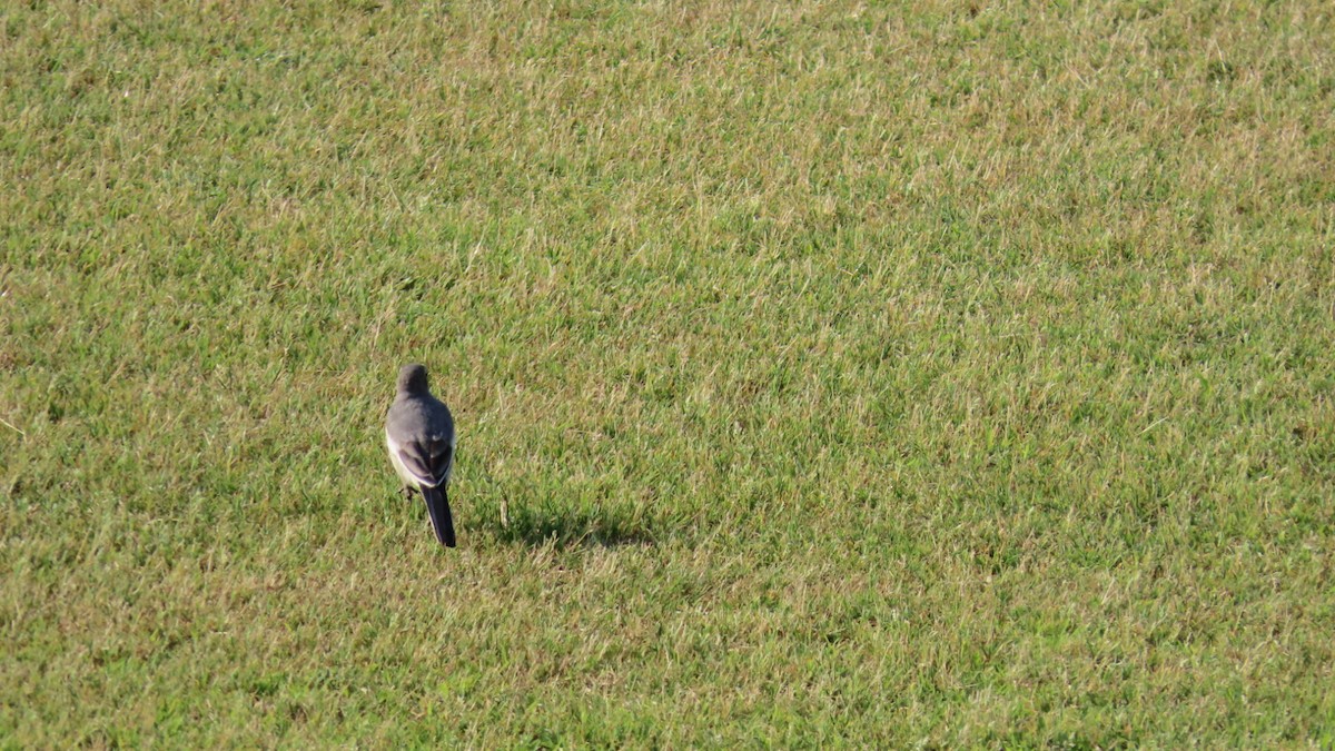 White Wagtail - ML620694699