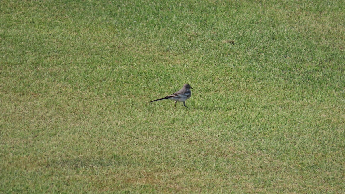 White Wagtail - ML620694701