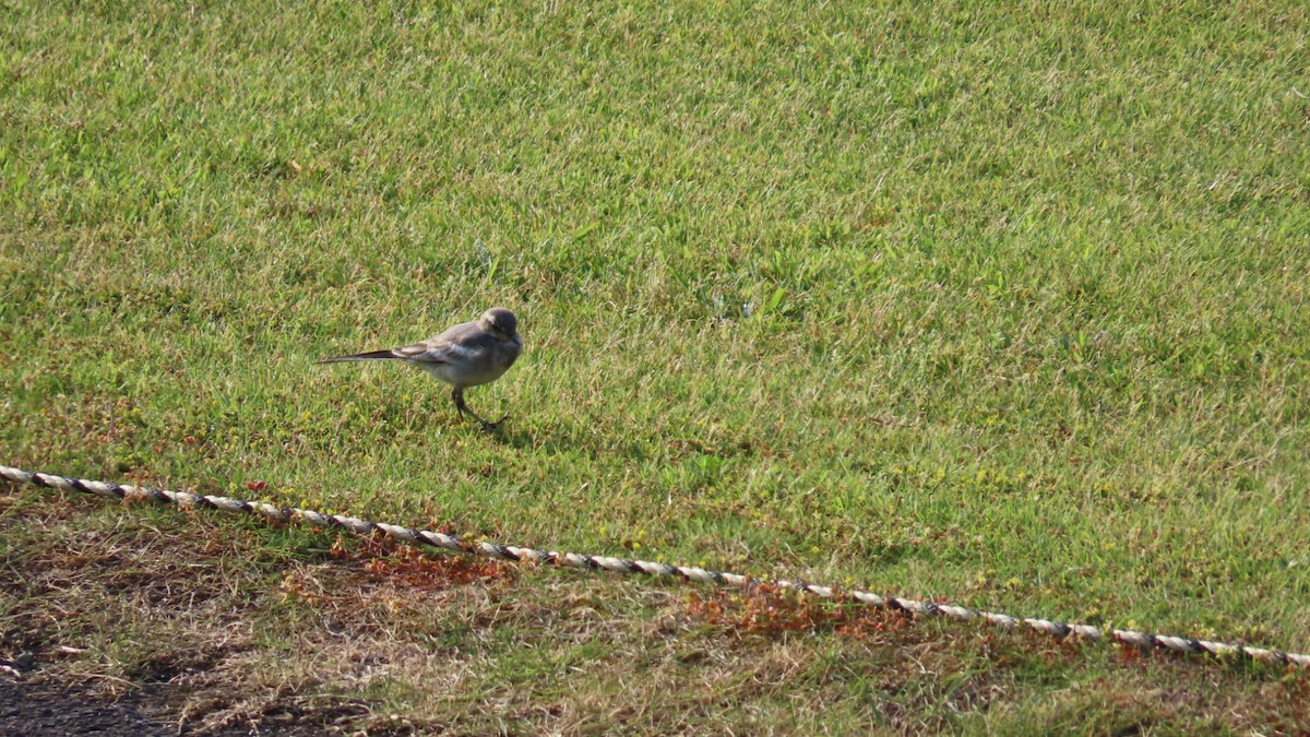 White Wagtail - ML620694703