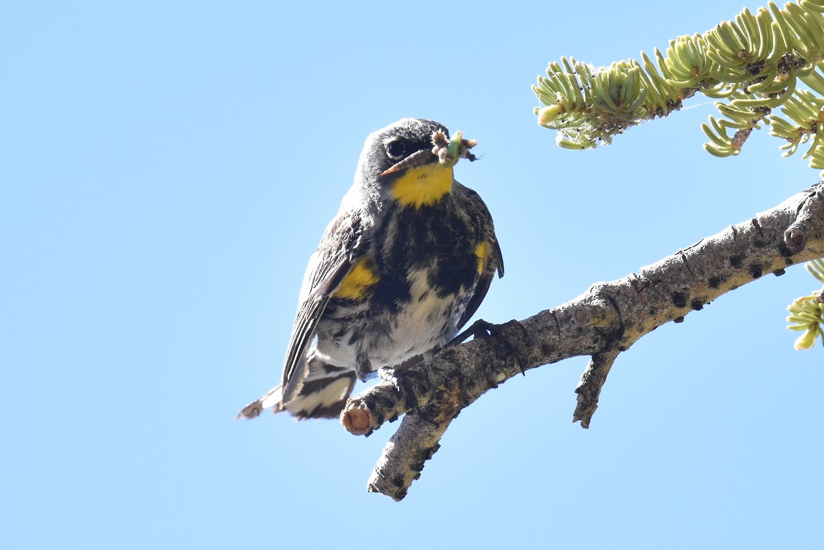 Kronenwaldsänger (Audubonwaldsänger) - ML620694704