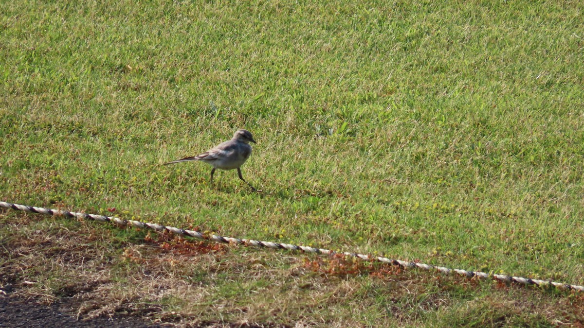 White Wagtail - ML620694705