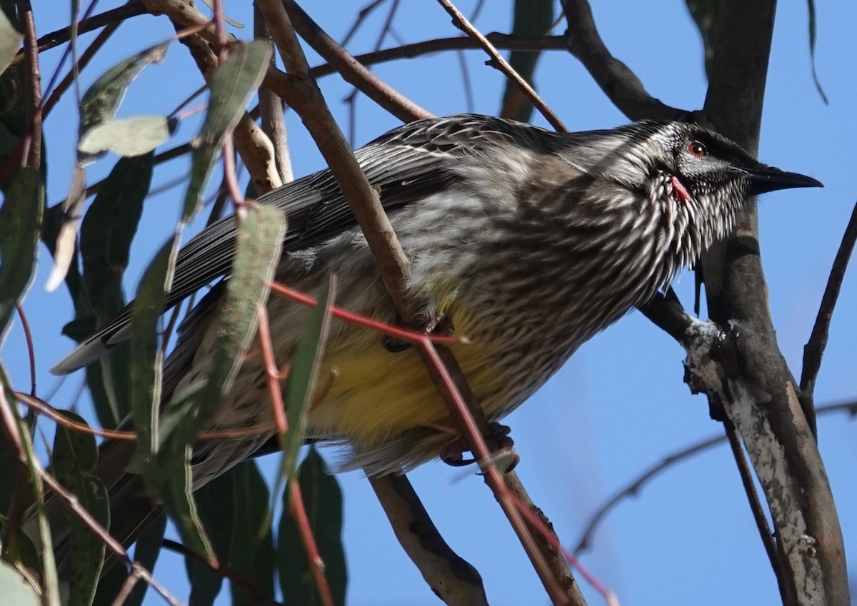 Red Wattlebird - ML620694710