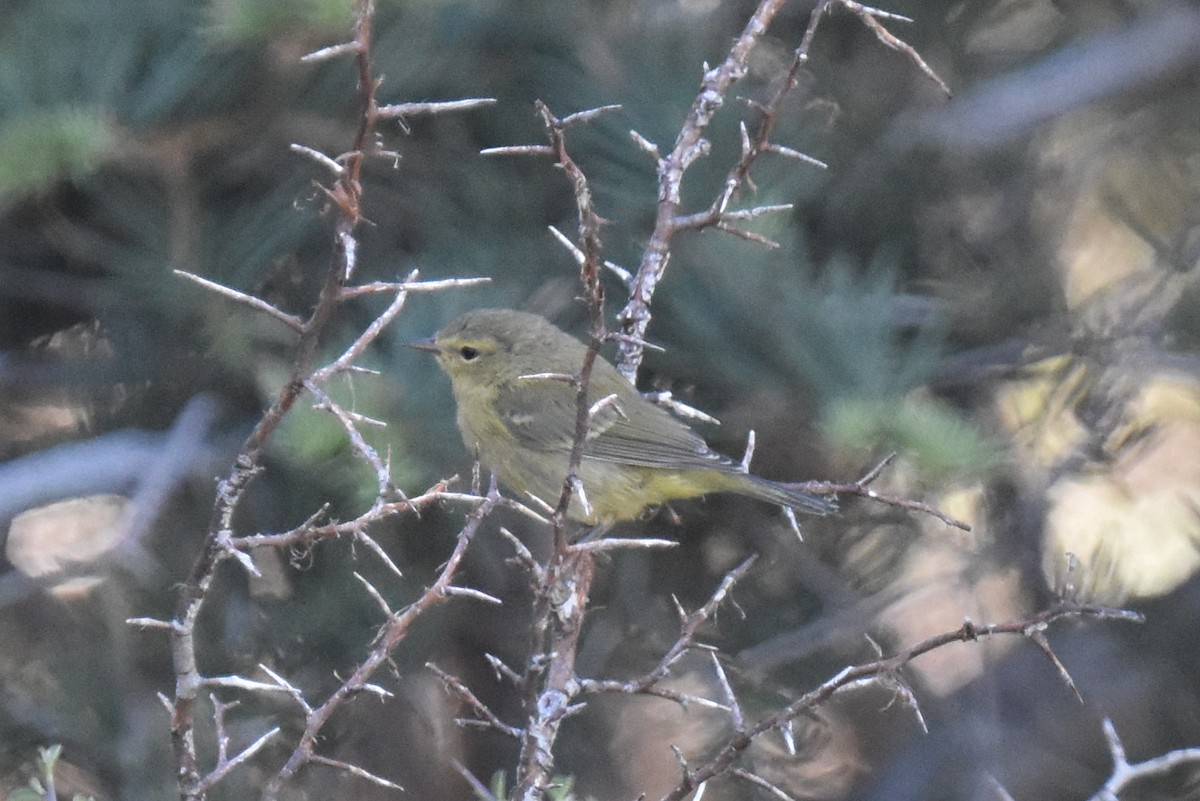 Orange-crowned Warbler - ML620694711