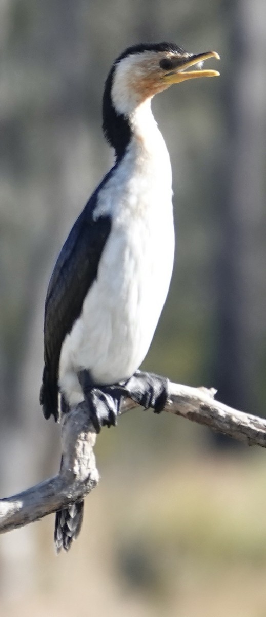 Little Pied Cormorant - ML620694712