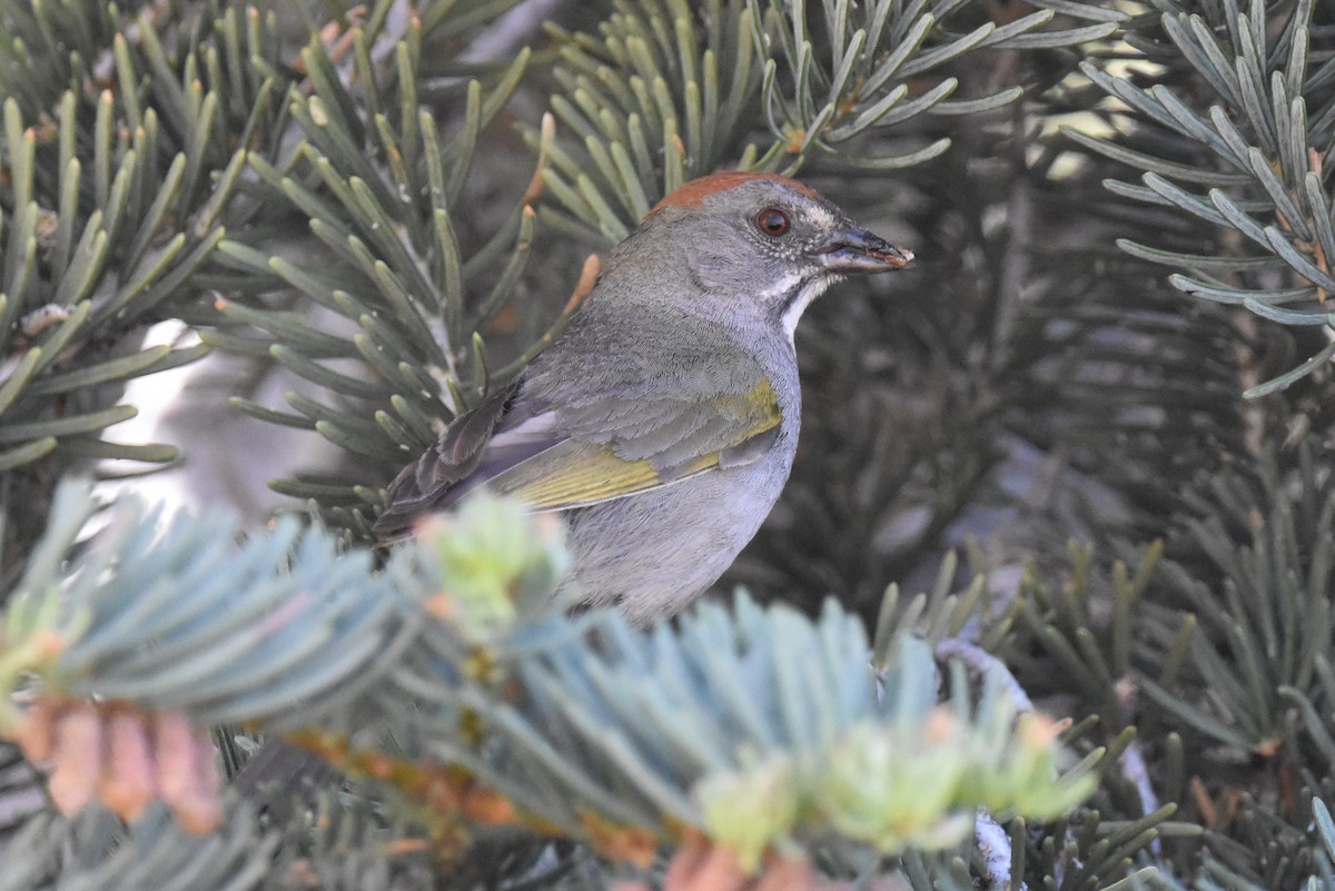 Green-tailed Towhee - ML620694715