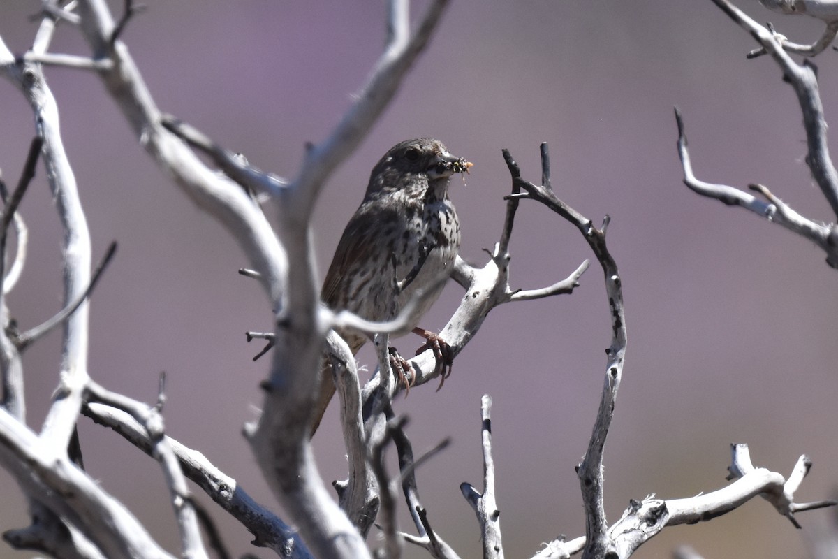 Fox Sparrow (Thick-billed) - ML620694717