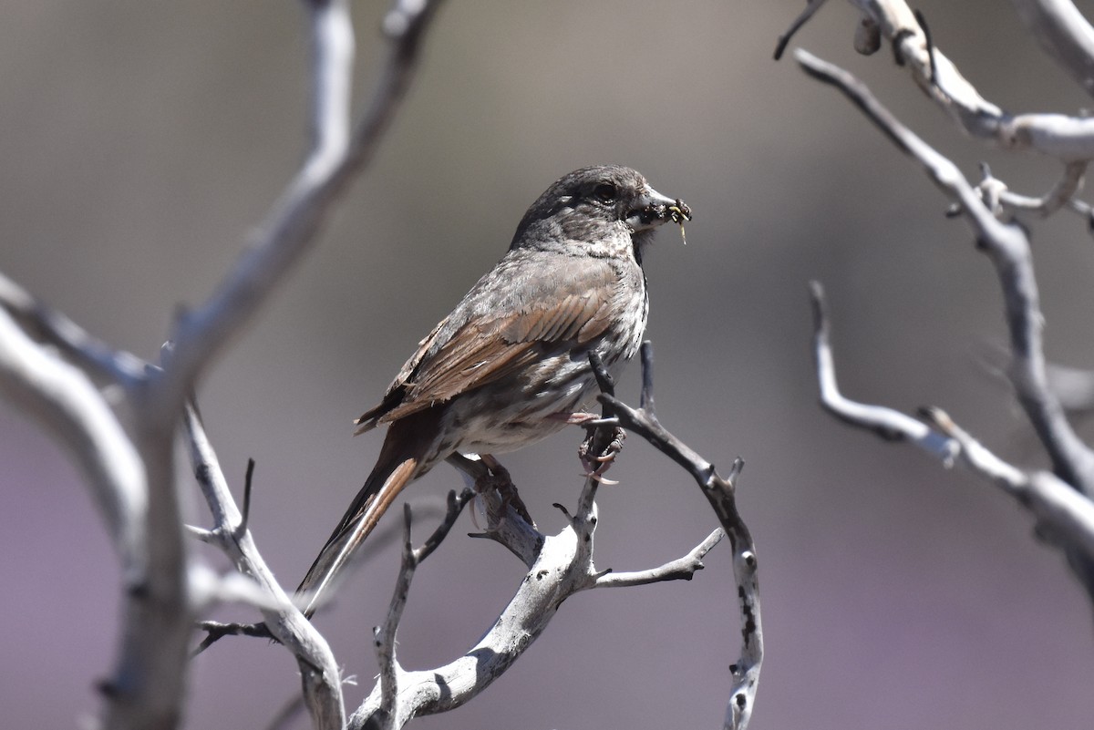 Fox Sparrow (Thick-billed) - ML620694718