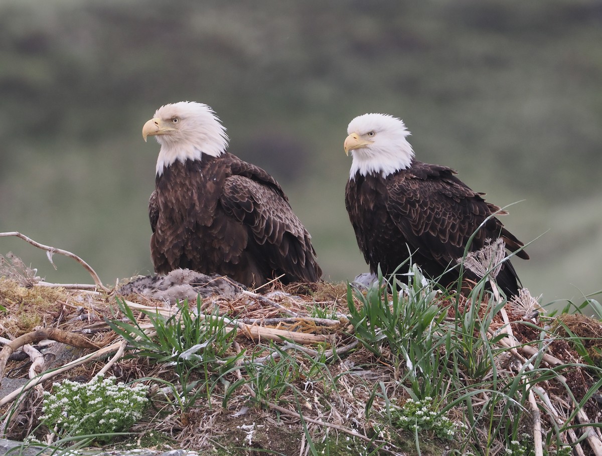 Weißkopf-Seeadler - ML620694722